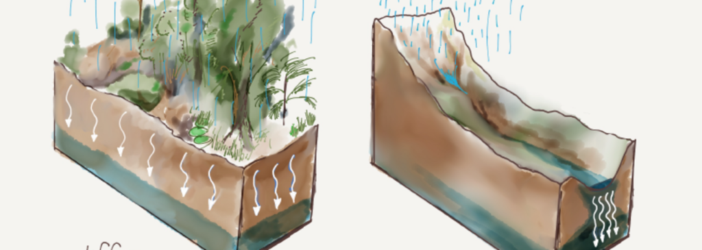 Trickle-down effect: why groundwater recharge processes matter for climate resilience
